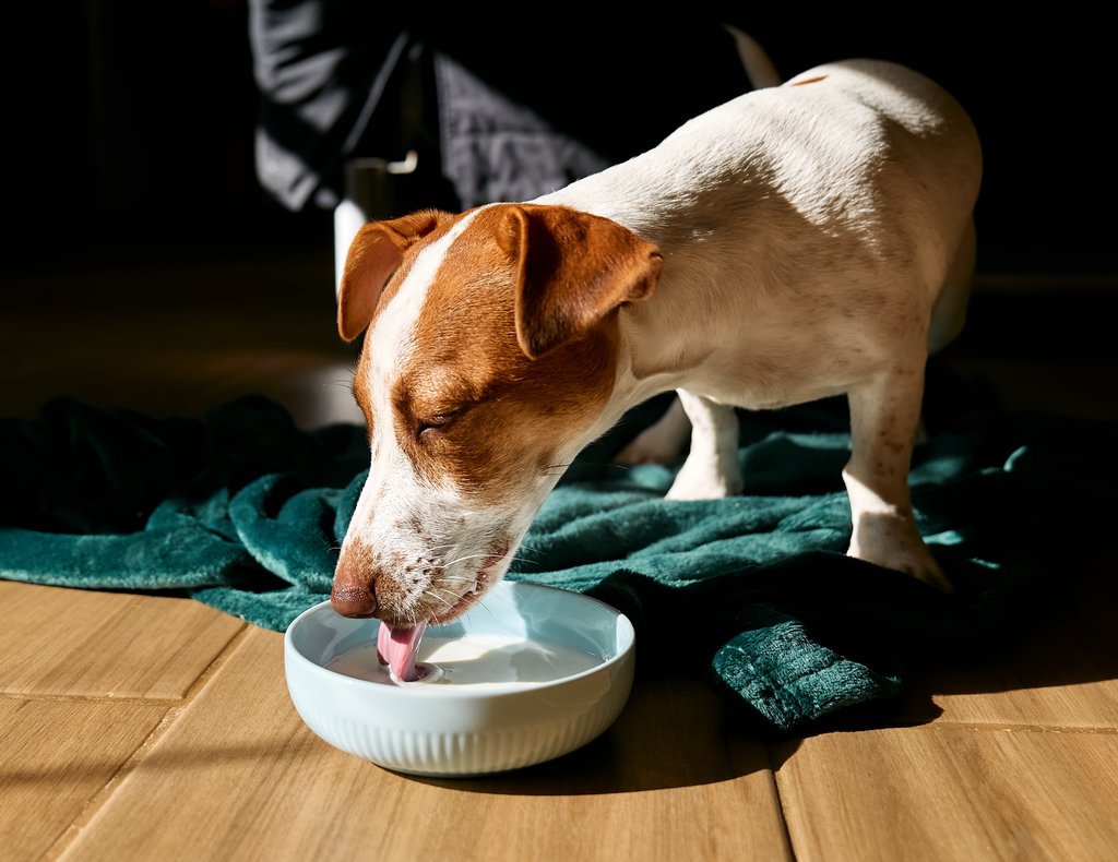 Bone Broth For Pets: A Nutritious Treat Your Furry Friend Will Love